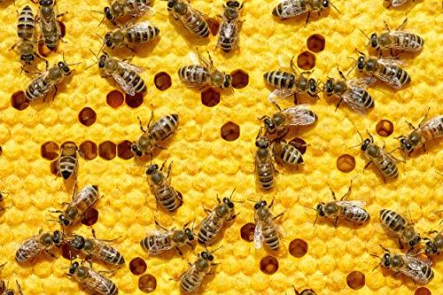 1Kg Bienenwachsplatten für Kerzen - Mittelwände Zander Maß für Rähmchen